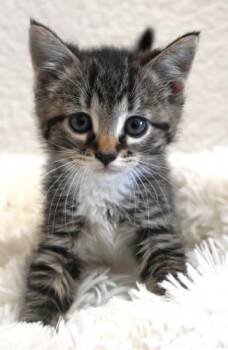 Tina -  Domestic Short Hair Cat for Adoption in Thief River Falls, Minnesota - Tina | PetCurious