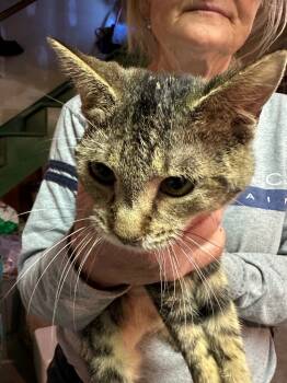 Rescue Domestic Short Hair Cats for Adoption in Plattsburgh, New York - Ronnie | PetCurious