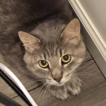Bea -  Domestic Short Hair Cat for Adoption in York, Pennsylvania - Bea | PetCurious