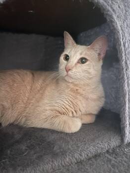 Rescue Tabby and Domestic Short Hair Cats for Adoption in Pearland, Texas - Connie | PetCurious
