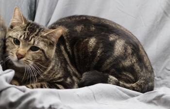 Domestic Short Hair Cats Available for Adoption in Grovetown, Georgia - GOTTI | PetCurious