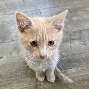Domestic Short Hair Cats Available for Adoption in Rochester, Minnesota - Truman | PetCurious