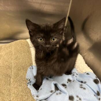 Sweet Pea -  Domestic Short Hair Cat for Adoption in Long Beach, California - Sweet Pea | PetCurious