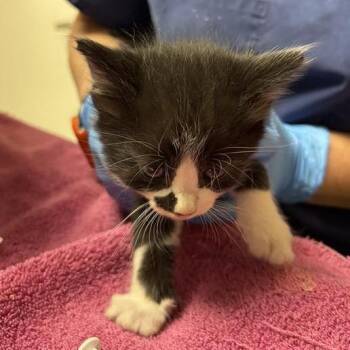Dally -  Domestic Short Hair Cat for Adoption in Tempe, Arizona - Dally | PetCurious