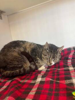 Domestic Short Hair and Tabby Cats Available for Adoption - Mara | PetCurious