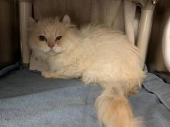 Helsinki -  Domestic Long Hair and Domestic Short Hair Cat for Adoption in Montreal, Quebec - Helsinki | PetCurious