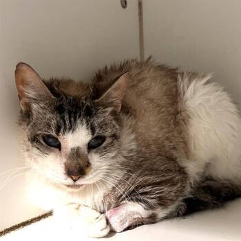 Domestic Short Hair Cats Available for Adoption in Methuen, Massachusetts - NINJA | PetCurious