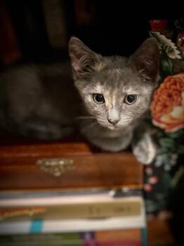 Jessica Mackitten -  Domestic Medium Hair and Dilute Tortoiseshell Cat for Adoption in Chandler, Arizona - Jessica Mackitten | PetCurious