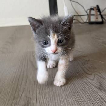 Bacall -  Domestic Short Hair Cat for Adoption in Stephenville, Texas - Bacall | PetCurious