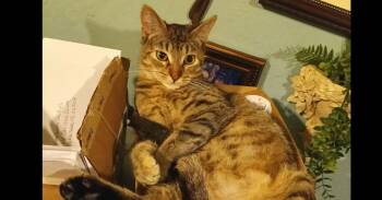 Domestic Short Hair Cats Available for Adoption in St. Augustine, Florida - Arya | PetCurious
