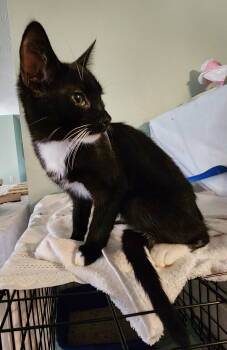 Rescue Domestic Short Hair Cats for Adoption in Crossville, Tennessee - Juno | PetCurious