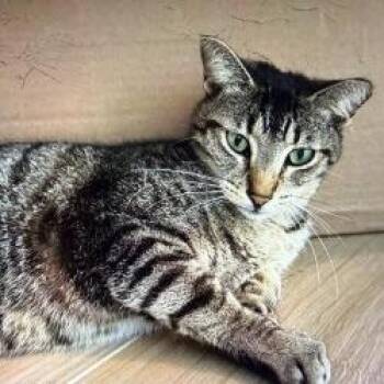 Domestic Short Hair Cats Available for Adoption in Boston, Massachusetts - Tabs | PetCurious