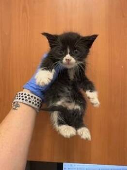 Domestic Short Hair Cats Available for Adoption in Doral, Florida - MARLO | PetCurious