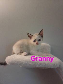 Granny -  Siamese Cat for Adoption in Yorktown, Indiana - Granny | PetCurious