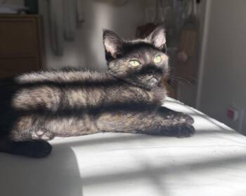 Patches -  Tortoiseshell Cat for Adoption in Oakley, California - Patches | PetCurious