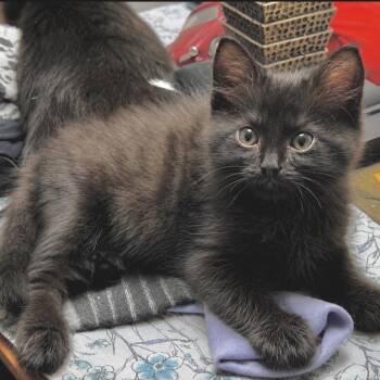 Spitfire -  Domestic Long Hair Cat for Adoption in Tustin, California - Spitfire | PetCurious