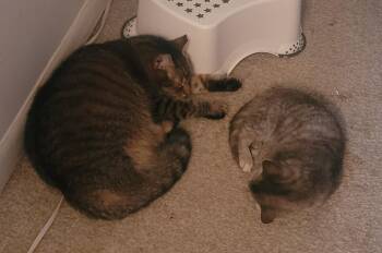 Tabby Cats Available for Adoption in Greenville, Delaware - Pawl (FCID# 06/17/2024 - 8) | PetCurious