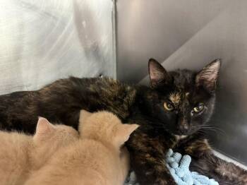 Domestic Short Hair Cats Available for Adoption in Murray, Kentucky - Regina | PetCurious