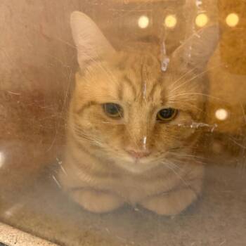 Superboy -  Domestic Short Hair Cat for Adoption in Philadelphia, Pennsylvania - Superboy | PetCurious