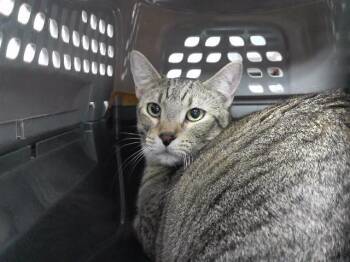 Domestic Short Hair Cats Available for Adoption in Omaha, Nebraska - SUKI | PetCurious