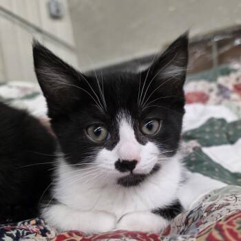 Domestic Short Hair Cats Available for Adoption in Glenfield, New York - Mushu | PetCurious