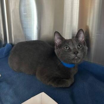 Asher -  Domestic Short Hair Cat for Adoption in Knoxville, Tennessee - Asher | PetCurious
