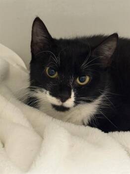 Domestic Short Hair Cats Available for Adoption in Boston, Massachusetts - APPLICATION | PetCurious