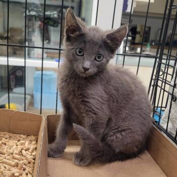 WAGS-Stray-22564 -  Domestic Short Hair Cat for Adoption in Westminster, California - WAGS-Stray-22564 | PetCurious