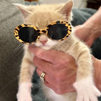 Baba King -  Domestic Short Hair Cat for Adoption in Blackfoot, Idaho - Baba King | PetCurious