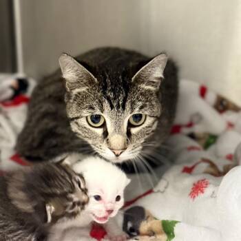 Domestic Short Hair Cats Available for Adoption in Spring Hill, Kansas - Novalee Nation | PetCurious