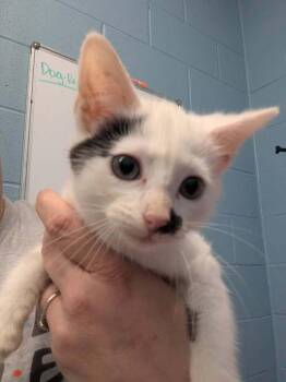 Snickerdoodle -  Domestic Short Hair Cat for Adoption in Evansville, Indiana - Snickerdoodle | PetCurious