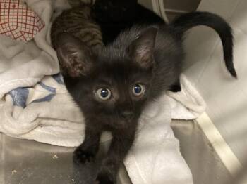 LOVEY -  Domestic Short Hair Cat for Adoption in Tustin, California - LOVEY | PetCurious