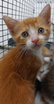 Domestic Short Hair Cats Available for Adoption in Fort Lauderdale, Florida - ODIN | PetCurious