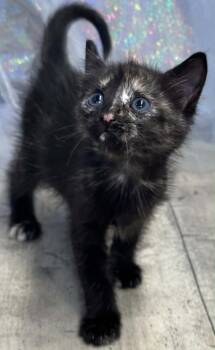 Gretal -  Domestic Short Hair Cat for Adoption in Shreveport, Louisiana - Gretal | PetCurious