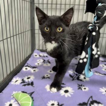 Mystery -  Domestic Short Hair Cat for Adoption in Bradenton, Florida - Mystery | PetCurious