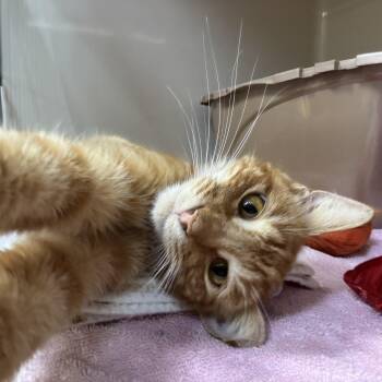 Dawson -  Domestic Short Hair Cat for Adoption in Tomah, Wisconsin - Dawson | PetCurious