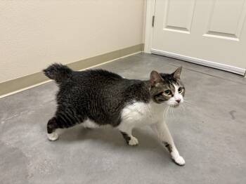 Domestic Short Hair Cats Available for Adoption - Mason | PetCurious