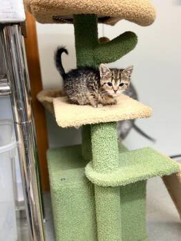 Domestic Long Hair Cats Available for Adoption in Algona, Iowa - BUTTON | PetCurious