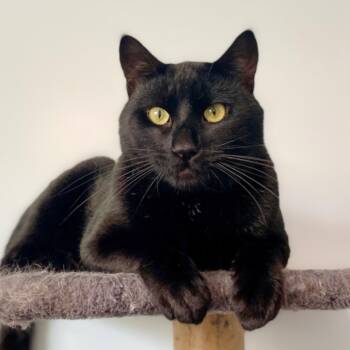 Domestic Short Hair Cats Available for Adoption - Boop Catt | PetCurious