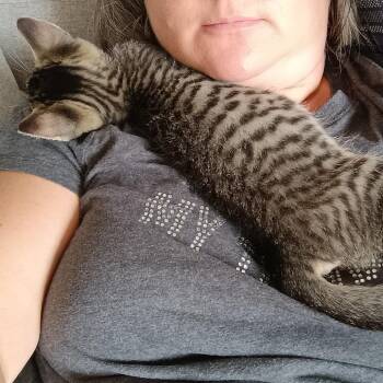Limburger -  Domestic Short Hair Cat for Adoption - Limburger | PetCurious