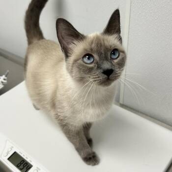 Qu-tip -  Siamese Cat for Adoption in Abilene, Texas - Qu-tip | PetCurious