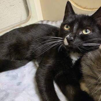 Maple -  Domestic Short Hair Cat for Adoption in Waynesboro, Pennsylvania - Maple | PetCurious