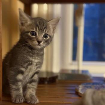 Rescue Domestic Short Hair Cats for Adoption in Reisterstown, Maryland - Tom (paired With Darby) | PetCurious