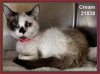 CREAM (see also COCOA) -  Domestic Short Hair Cat for Adoption in Marietta, Georgia - CREAM (see Also COCOA) | PetCurious