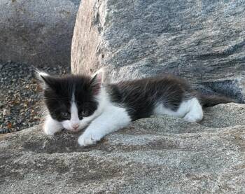 Theodore -  Domestic Short Hair Cat for Adoption in Fruit Heights, Utah - Theodore | PetCurious