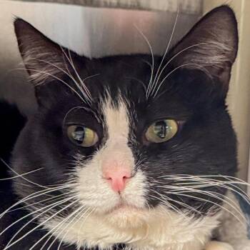 Domestic Short Hair Cats Available for Adoption in Kennebunk, Maine - Mouse | PetCurious