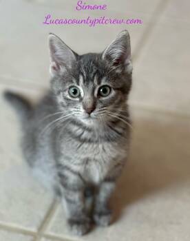 Rescue Tabby and Domestic Short Hair Cats for Adoption in Toledo, Ohio - Simone | PetCurious