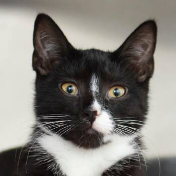 Heatwave -  Domestic Short Hair Cat for Adoption in Middletown, Rhode Island - Heatwave | PetCurious