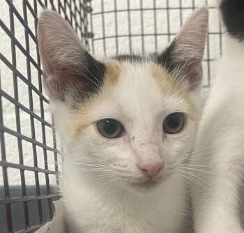 BUBBLES -  Domestic Short Hair Cat Available for Adoption in Fort Lauderdale, Florida - BUBBLES | PetCurious
