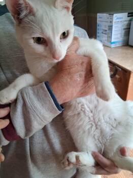 Cotton -  Domestic Short Hair Cat Available for Adoption in Franklin, West Virginia - Cotton | PetCurious